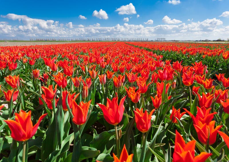 Tulipany Piękna kolorowa czerwień kwitnie w ranku w wiośnie, wibrujący kwiecisty tło, kwiatów pola w holandiach