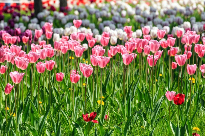Tulipany piękne. Ja stoi dla miłości, rozważania, eleganci, bogactwa, zdolności, inteligenci i dobrych tulipanów,