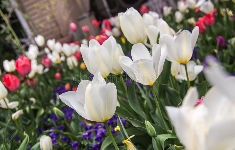 Tulipany obrazy royalty free Tulipany obrazy royalty free