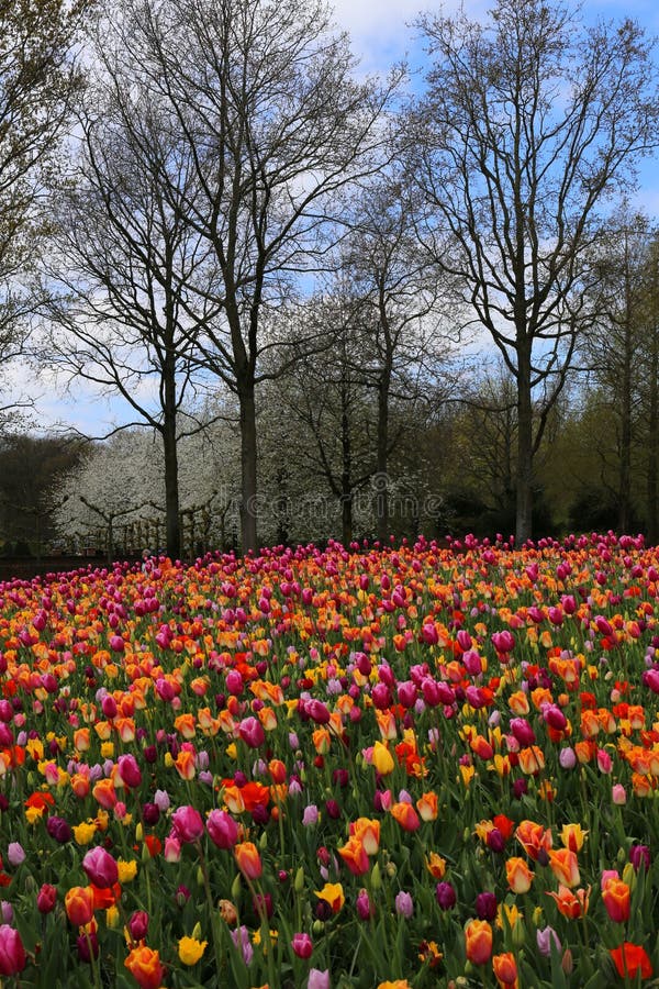 Tulipany w Keukenhof obraz royalty free Tulipany w Keukenhof obraz royalty free