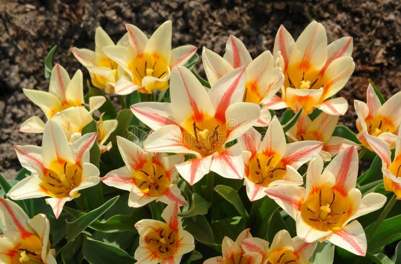 Tulipany z gatunku quebec greigii tulip w ogrodzie z bliska. tulipany białe, wielokwitnące obrazy stock