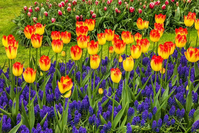 tulipas Amarelo-vermelhas no jardim-parque da flor de Keukenhof, Países Baixos, fotografia de stock tulipas Amarelo-vermelhas no jardim-parque da flor de Keukenhof, Países Baixos, fotografia de stock