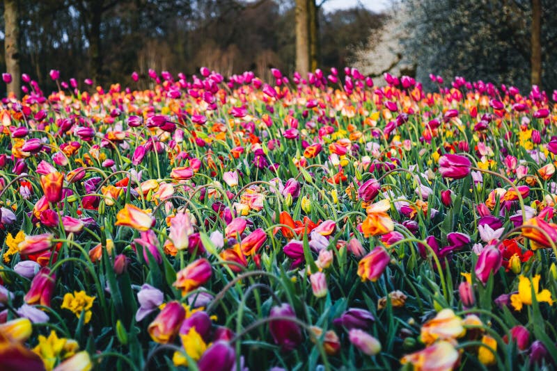 Tulipas coloridas no jardim floral da Holanda imagem de stock royalty free Tulipas coloridas no jardim floral da Holanda imagem de stock royalty free