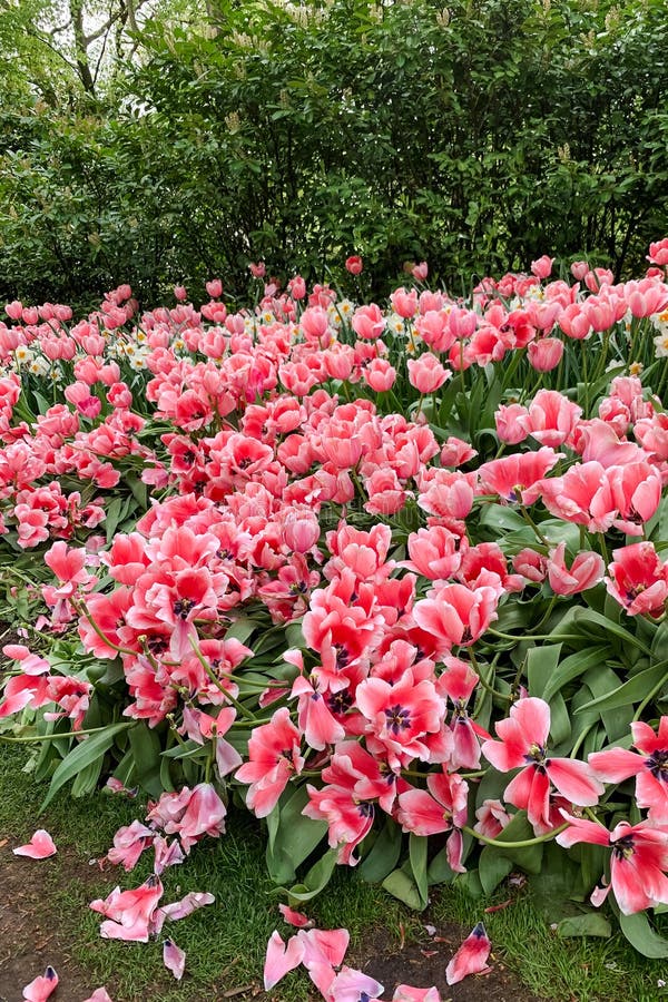 Tulipas cor-de-rosa com pétalas caídas num jardim primaveril fotografia de stock