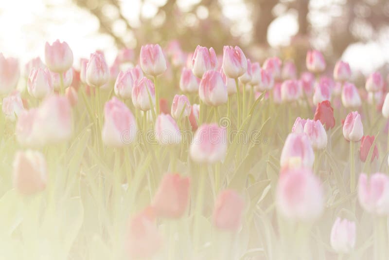 Tulipas cor-de-rosa que florescem no jardim da mola com fundo do alargamento do sol fotografia de stock royalty free Tulipas cor-de-rosa que florescem no jardim da mola com fundo do alargamento do sol fotografia de stock royalty free