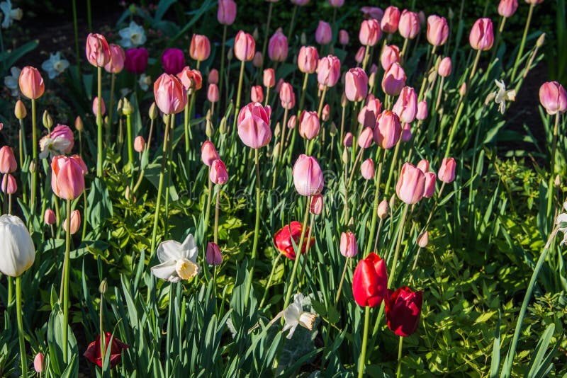 Tulipas da primavera na manhã 7 fotografia de stock Tulipas da primavera na manhã 7 fotografia de stock
