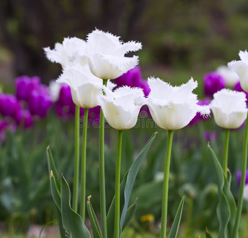 Download Tulipas franjadas branco imagem de stock. Imagem de franjado - 65576989