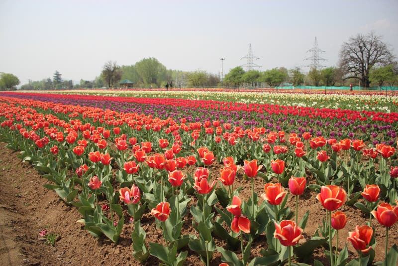 Tulipas na flor completa em Tulip Garden em Kashmir Vermelho e amarelo em Tulip Garden a maior de Ásia fotos de stock royalty free Tulipas na flor completa em Tulip Garden em Kashmir Vermelho e amarelo em Tulip Garden a maior de Ásia fotos de stock royalty free