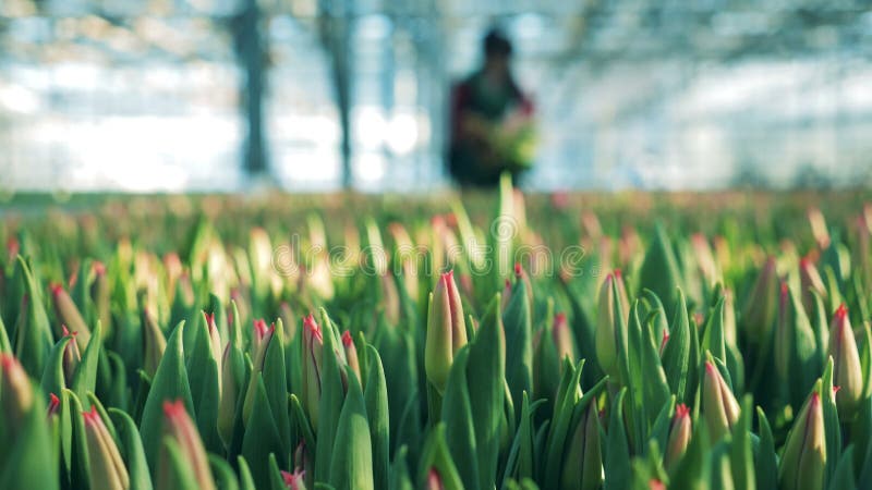 Tulipas não florescidas com uma mulher que recolhe flores nas hortaliças