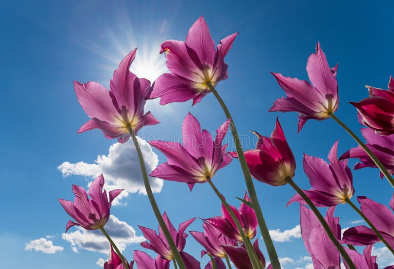 Tulipas roxas contra o céu azul com sol e nuvens imagens de stock royalty free Tulipas roxas contra o céu azul com sol e nuvens imagens de stock royalty free