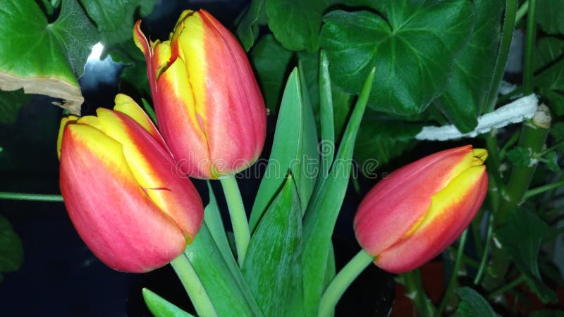 Tulipas Vermelho-amarelas em um vaso/flores da sala e em tulipas/ imagem de stock