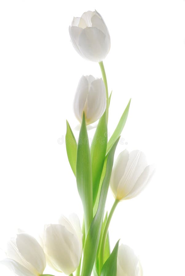 Tulipe blanche image stock. Image du bouquet, pourpré - 4041251