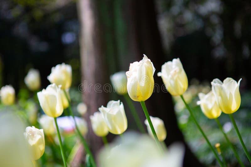 1,503 Photos de Tulipes Sauvages - Photos de stock gratuites et libres de  droits de Dreamstime - Page 7