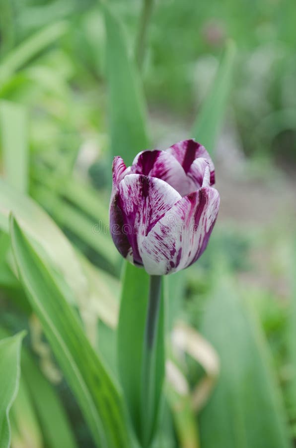 Tulipe violette et blanche photo stock. Image du jardin - 62024192