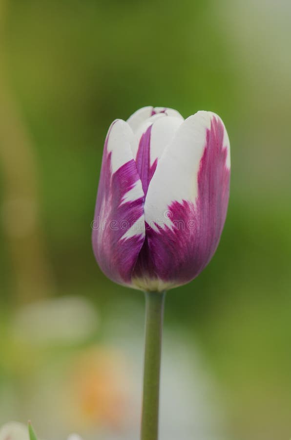 Tulipe violette et blanche photo stock. Image du jardin - 62024192