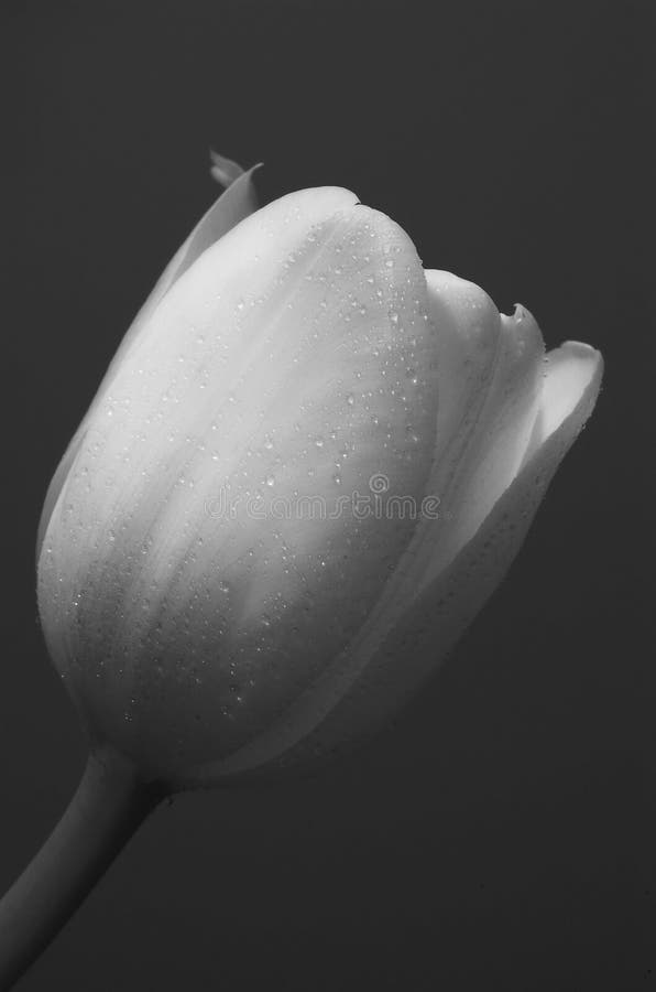 Tulipe blanche simple photo libre de droits Tulipe blanche simple photo libre de droits