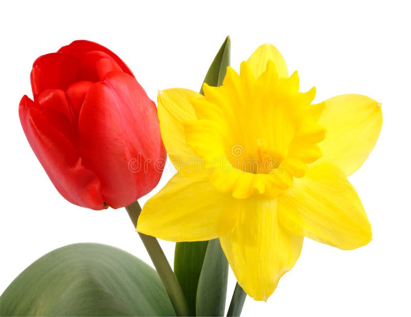 Tulipe et jonquille image stock. Image du rouge, couleur - 14217285