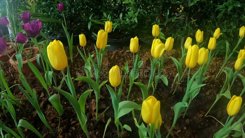 Tulipe jaune à mouvement lent et jardin de fleurs de tulipe pourpre nature banque de vidéos