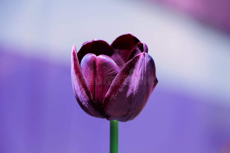 Tulipe noire photo stock. Image du rose, flore, fleur - 102581312