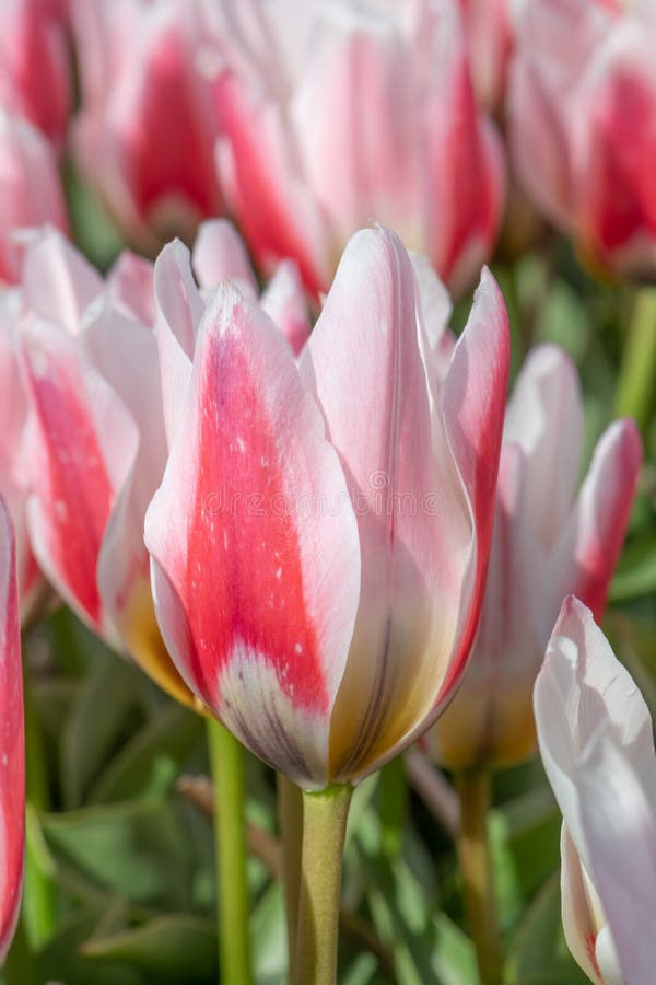 Tulipe Rose Et Blanc Tulipanbsp Fosteriana Border Legend Floraison Image  stock - Image du couleurs, normal: 219846607
