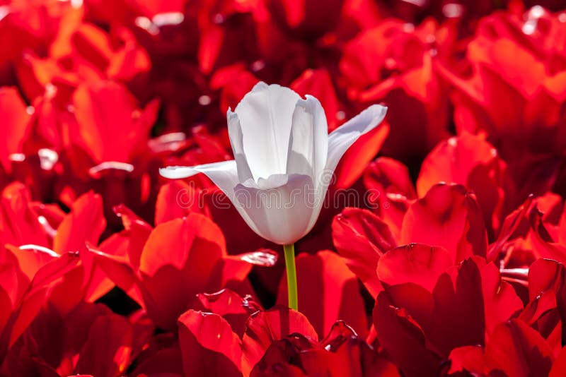 Tulipe rouge blanche image stock. Image du lumineux, jardin - 77024289