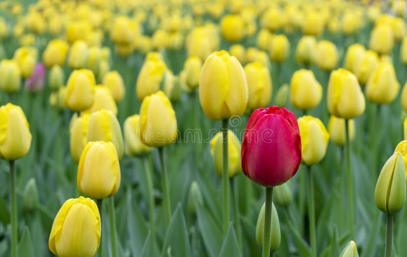 Tulipe Rouge Dans Un Parterre Avec Les Tulipes Jaunes Photo stock - Image  du jaune, nature: 147044102