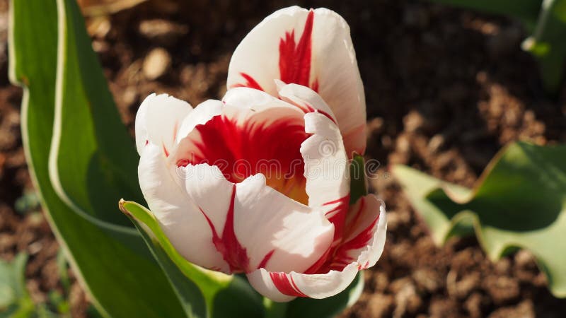 Tulipe rouge et blanche image stock. Image du lumière - 94872167