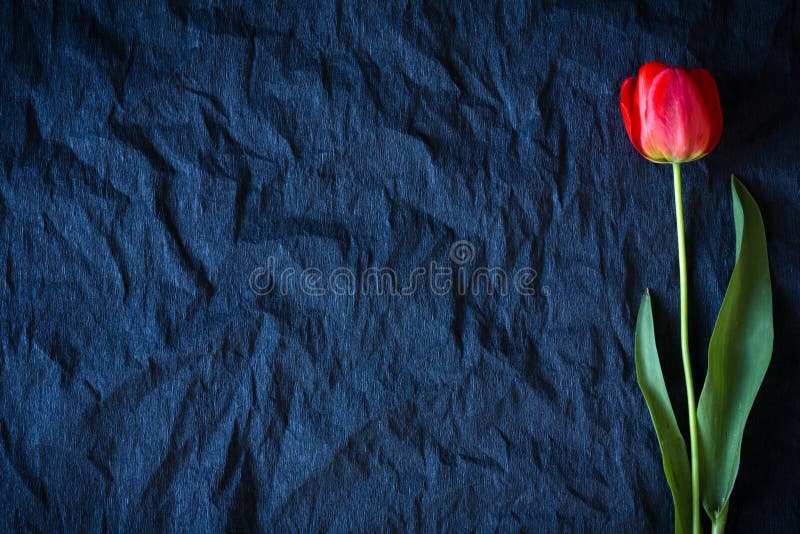 Tulipe rouge sur un fond noir photos libres de droits Tulipe rouge sur un fond noir photos libres de droits