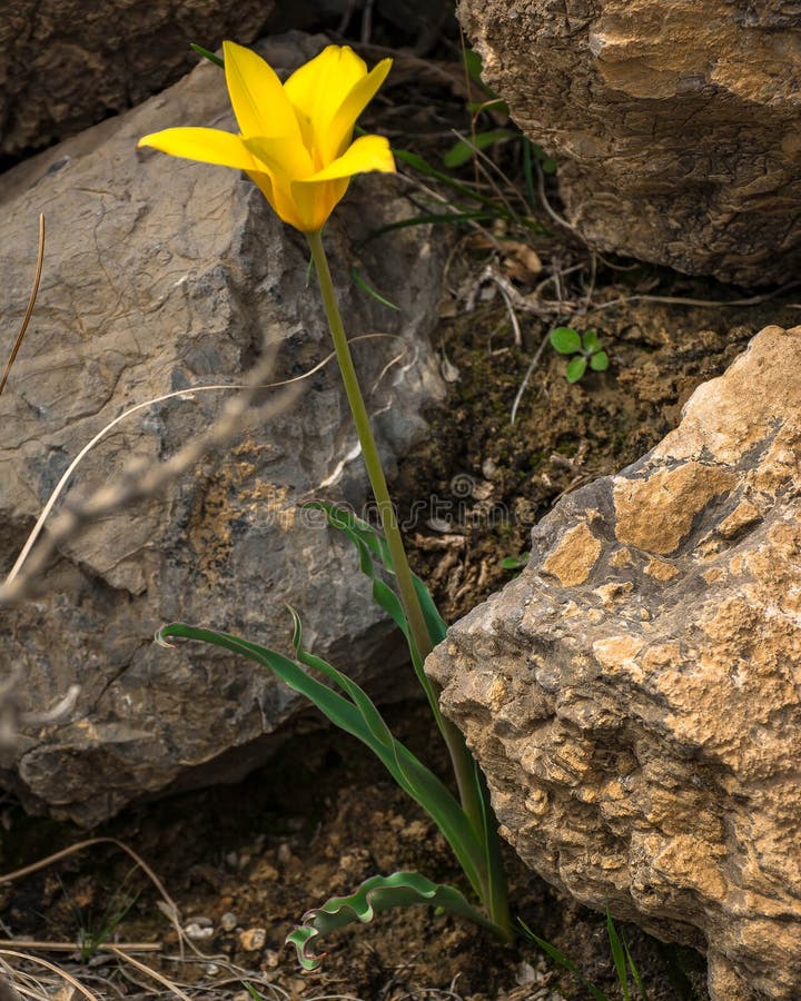 Tulipe sauvage image stock