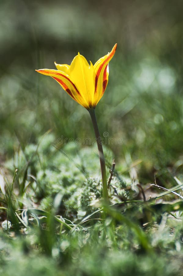 Tulipe sauvage images stock