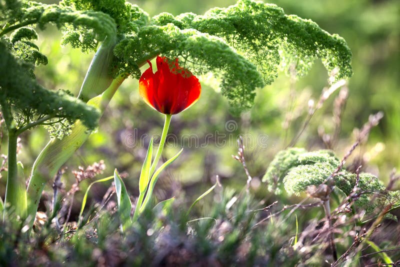 Tulipe sauvage photographie stock