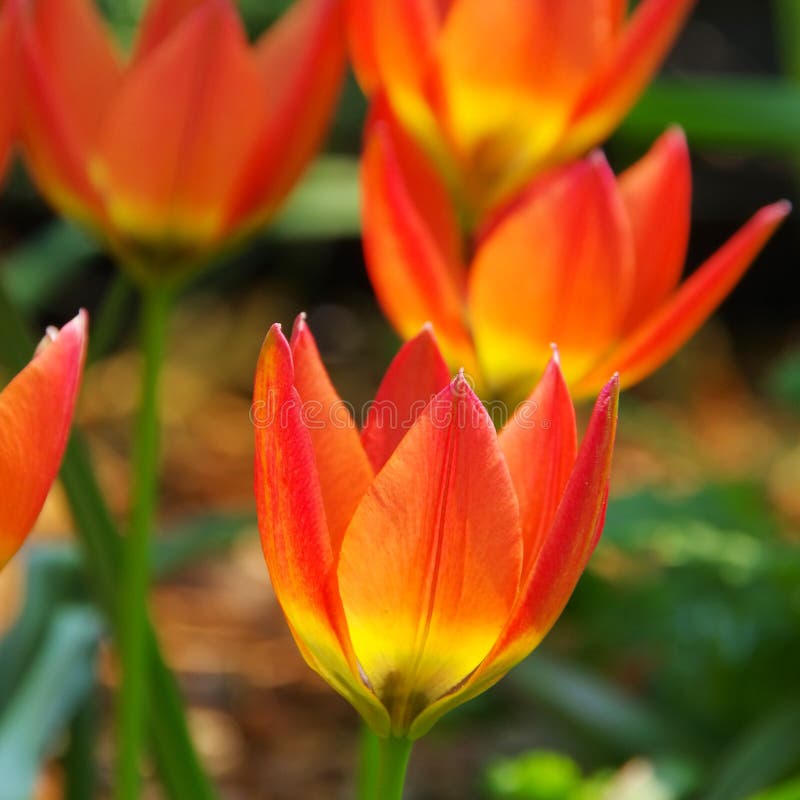 Tulipe sauvage photo libre de droits