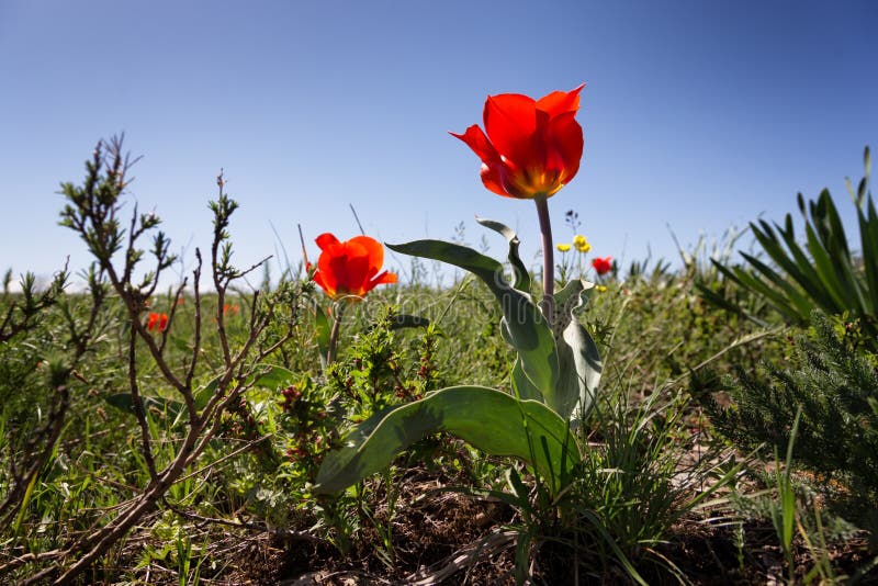 Tulipe sauvage images libres de droits