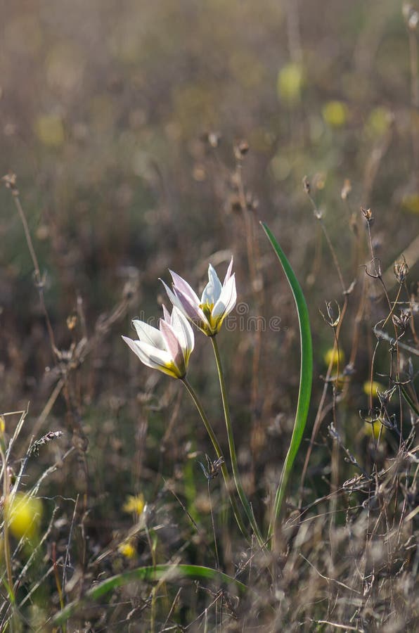 Tulipe sauvage dans la steppe photo libre de droits
