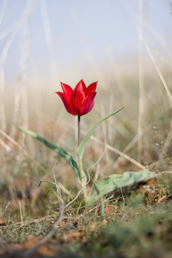 Tulipe sauvage dans la steppe photos stock