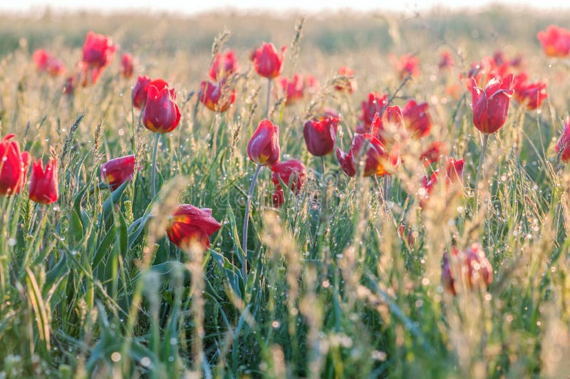 Tulipe sauvage dans le domaine photo libre de droits