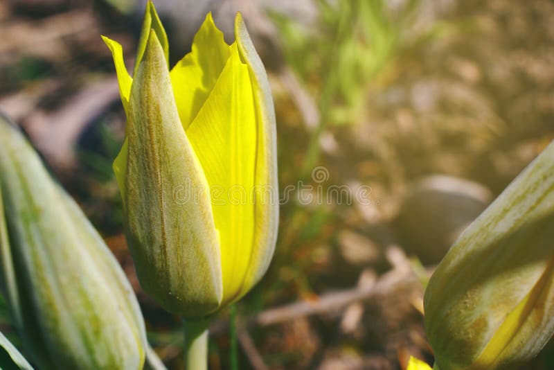 Tulipe sauvage de printemps sur fond jaune floue image stock