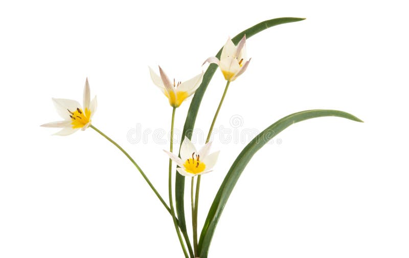 Tulipe sauvage isolé images stock