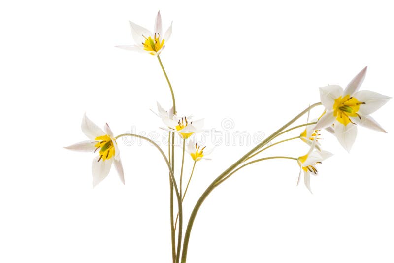 Tulipe sauvage isolée sur fond blanc