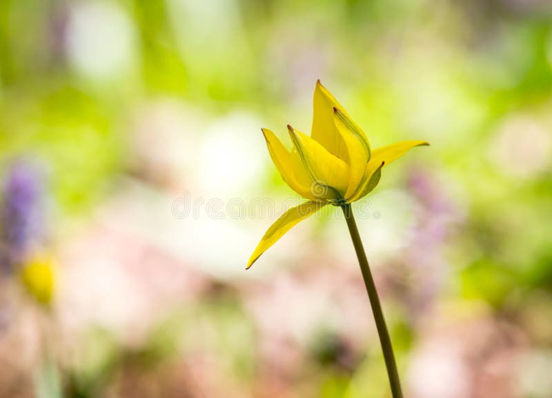 Tulipe sauvage jaune abstraite photo libre de droits