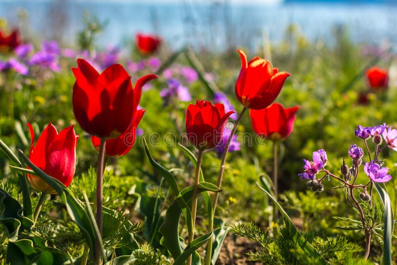 Tulipe sauvage image libre de droits
