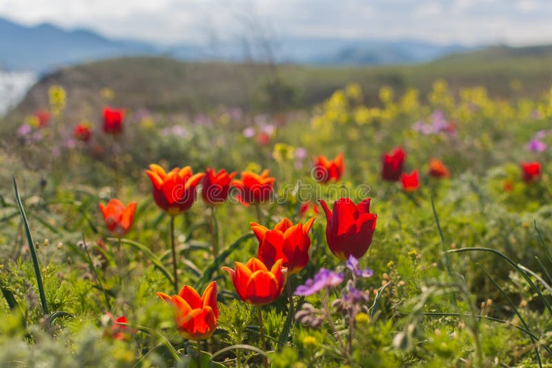 Tulipe sauvage image libre de droits