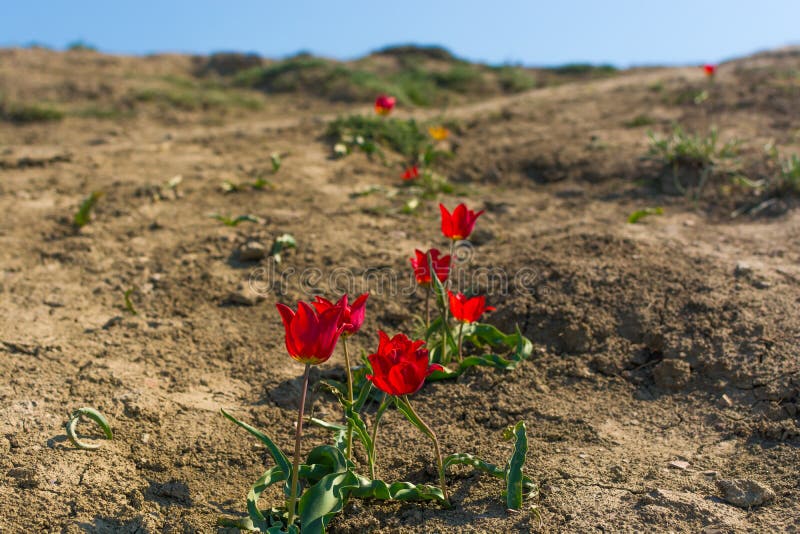 Tulipe sauvage image libre de droits