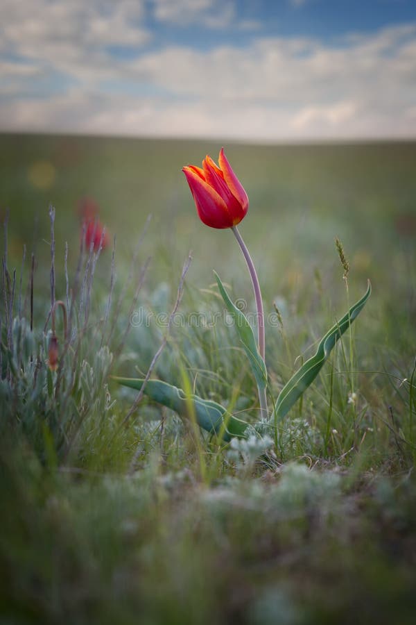 Tulipe sauvage seule image libre de droits