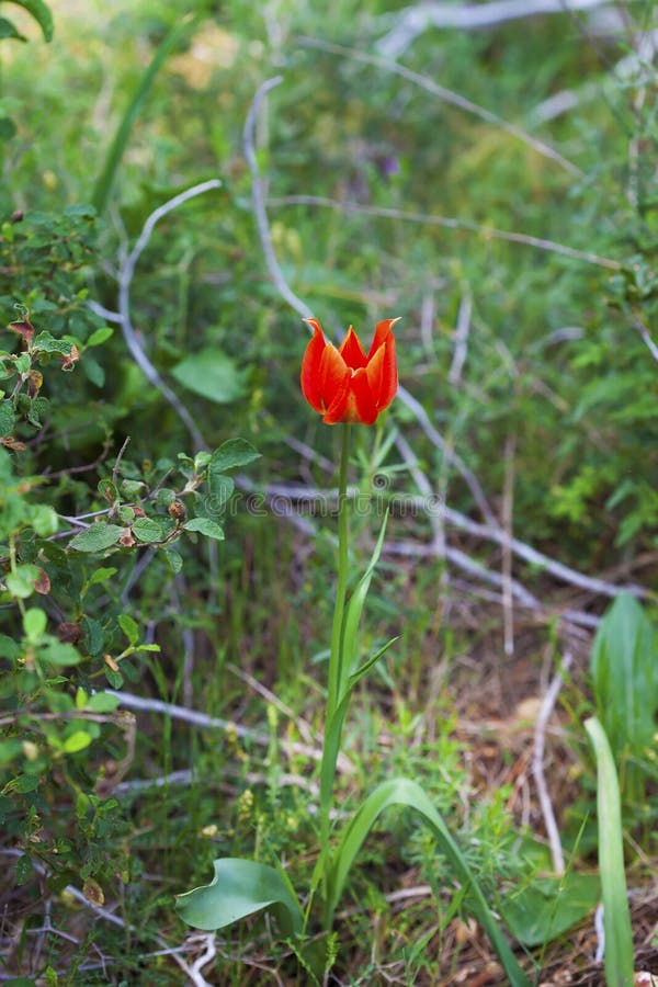 Tulipe sauvage simple dans la forêt photo stock