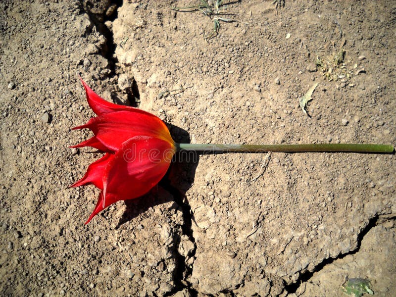 Tulipe sauvage sur la route photo stock
