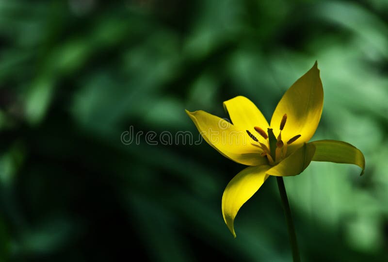 Tulipe sauvage - sylvestris de Tulipa images libres de droits
