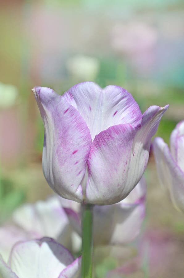 Tulipe violette et blanche photo stock. Image du jardin - 62024192