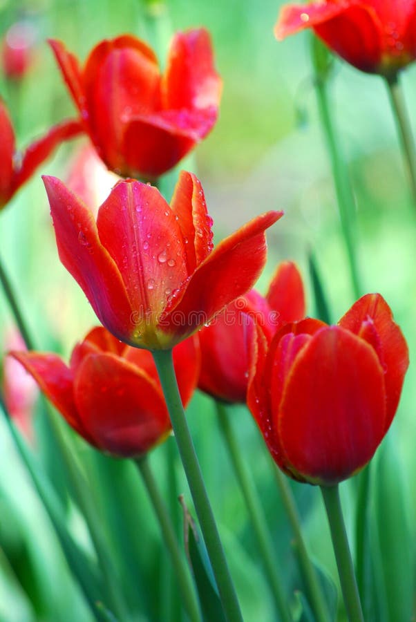 Tulipes Belles fleurs image stock. Image du fleurs, couleurs - 86300261