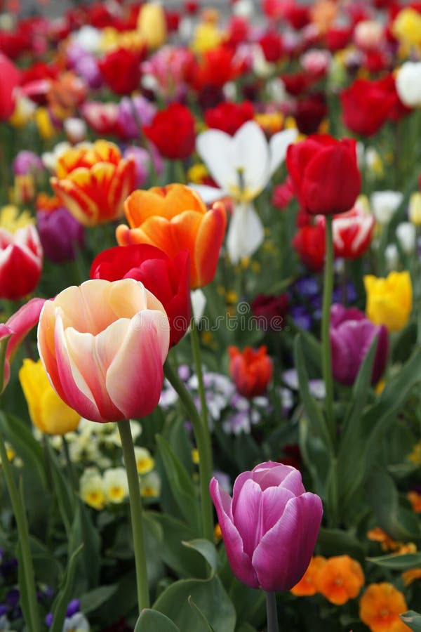 Tulipes colorées